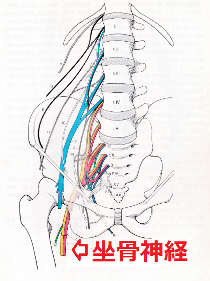 坐骨・腓骨・脛骨（末梢神経）麻痺の後遺障害を軽減するためのリハビリ方法
